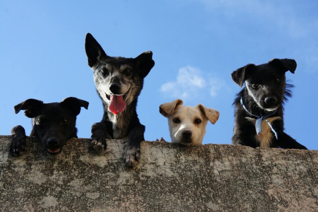 3 Black And 1 White Short Coated Dogs, looking down at you over a wall.