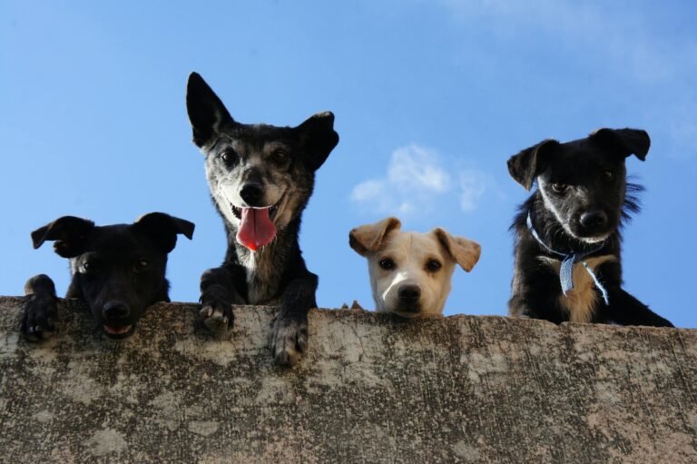 3 Black And 1 White Short Coated Dogs, looking down at you over a wall.