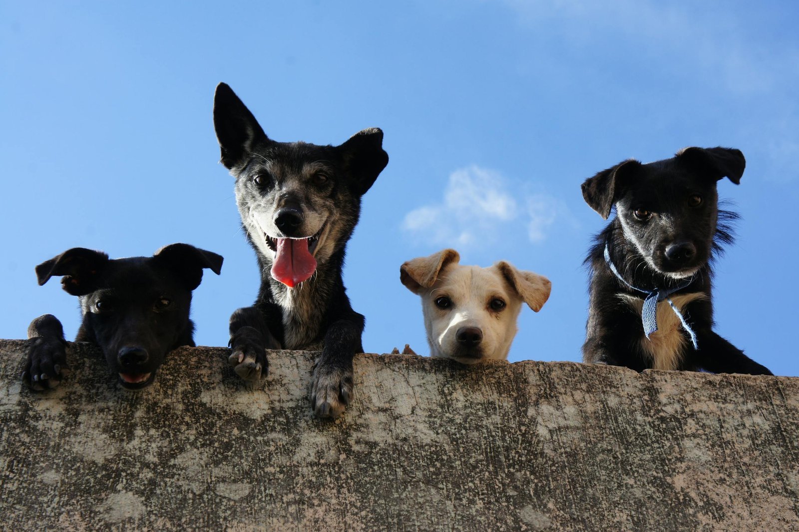 3 Black And 1 White Short Coated Dogs, looking down at you over a wall.