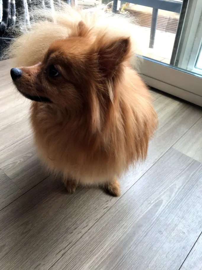 DJ, my parent's Pomeranian