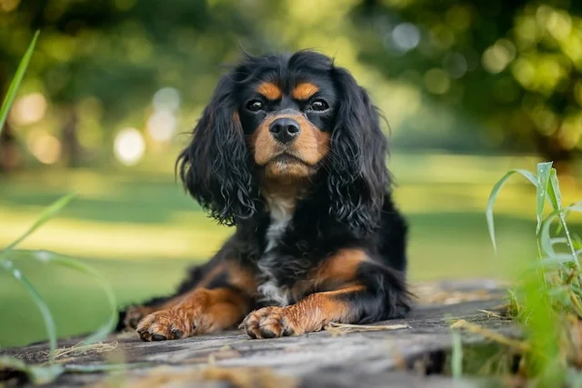 Black and Tan Cavalier King Charles Spaniel. He is laying on a rock in the field.