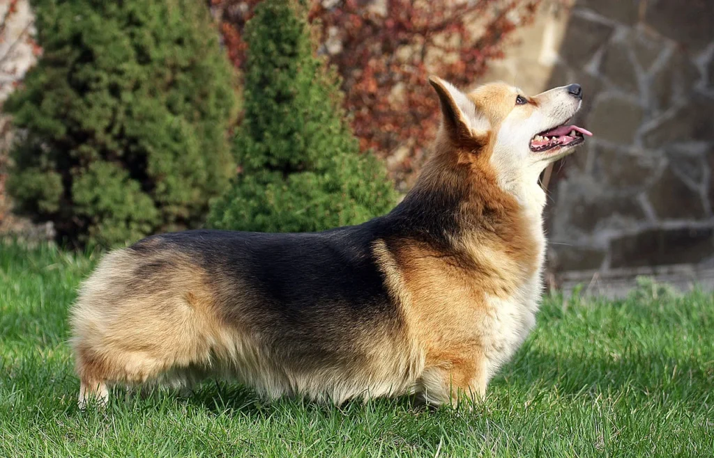 Pembroke Welsh Corgi in profile, with brown , black and brown colours and creme coloured front.