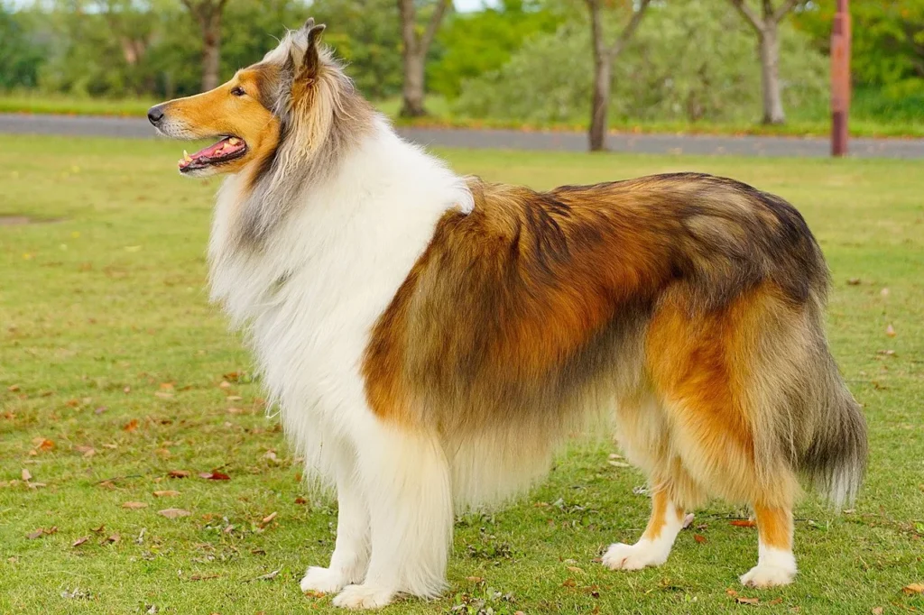 Rough Collie, sable and white colour, standing in profile.
