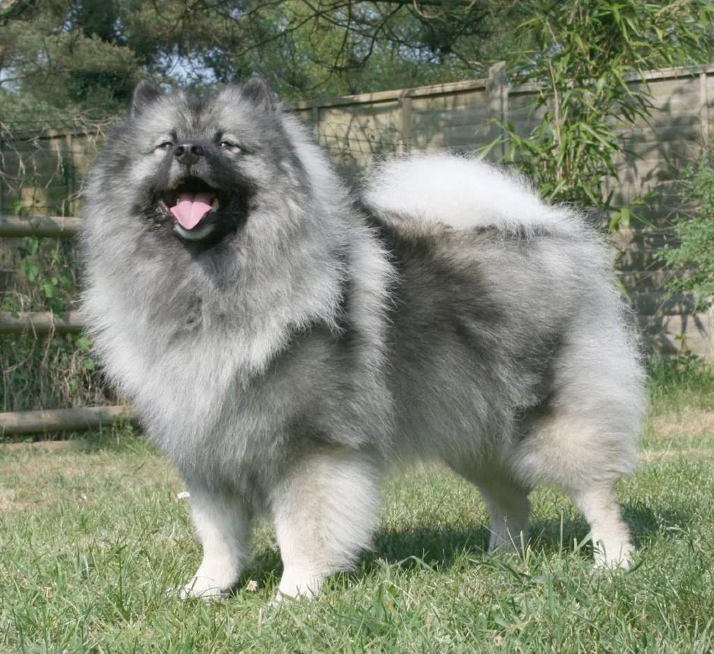 Wolf Grey Keeshond