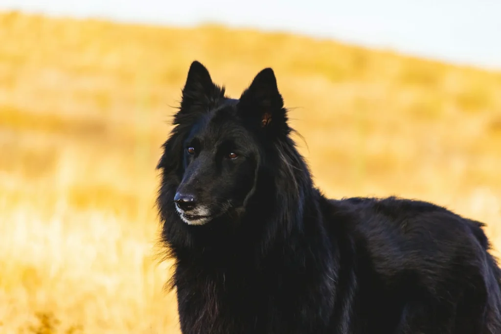 Groenendael, completely solid black coat.