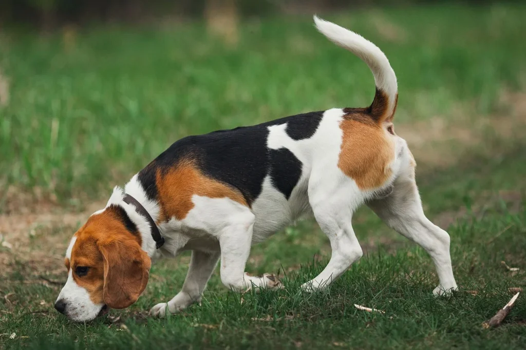 A Beagle sniffing the grass, with his tail high up.