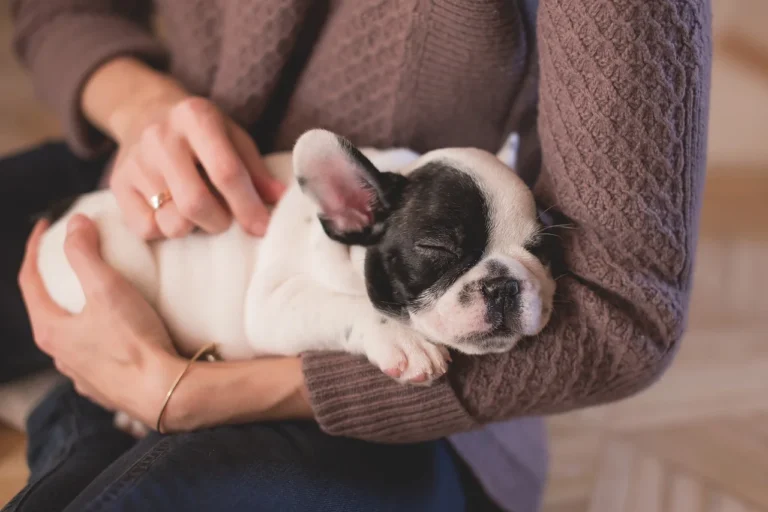 Puppy: 8 Quick Tips to Help Your Puppy Adjust to a New Home