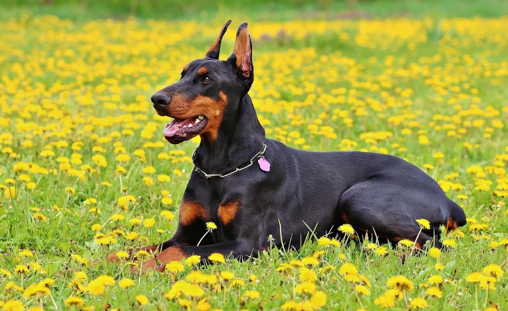 Doberman laying down in a grassy and flowery field.