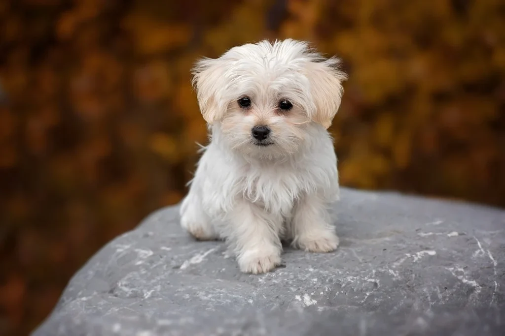 Small Maltese sitting on a large rock