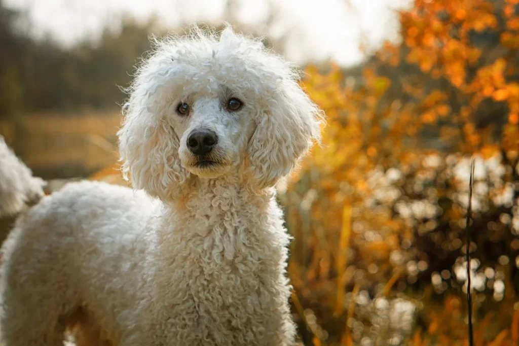 A white Poodle standing looking in the camera. The scene is set in the autumn with trees in the background.