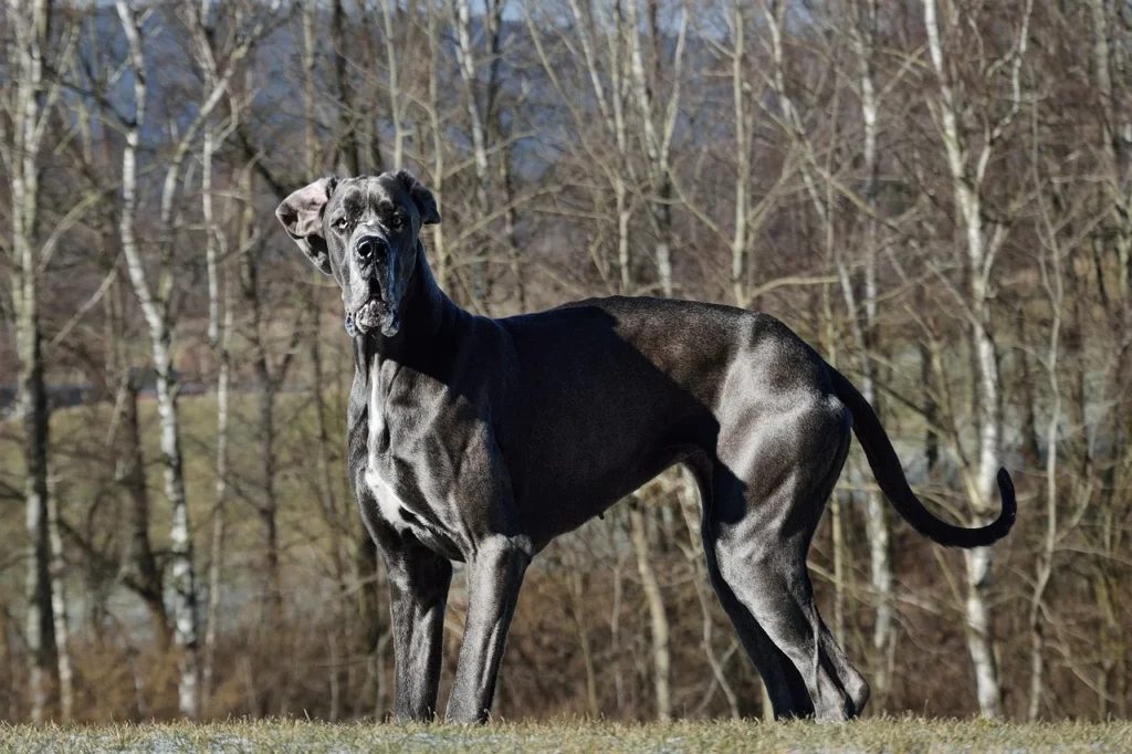 A dark greyish-black Great Dane standing in profile, looking right at the camere. There are many trees in the background
