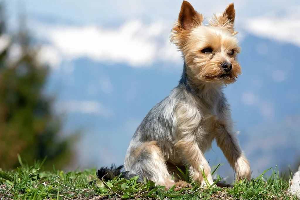 Short-haired Yorkshire Terrier sitting in the grass.