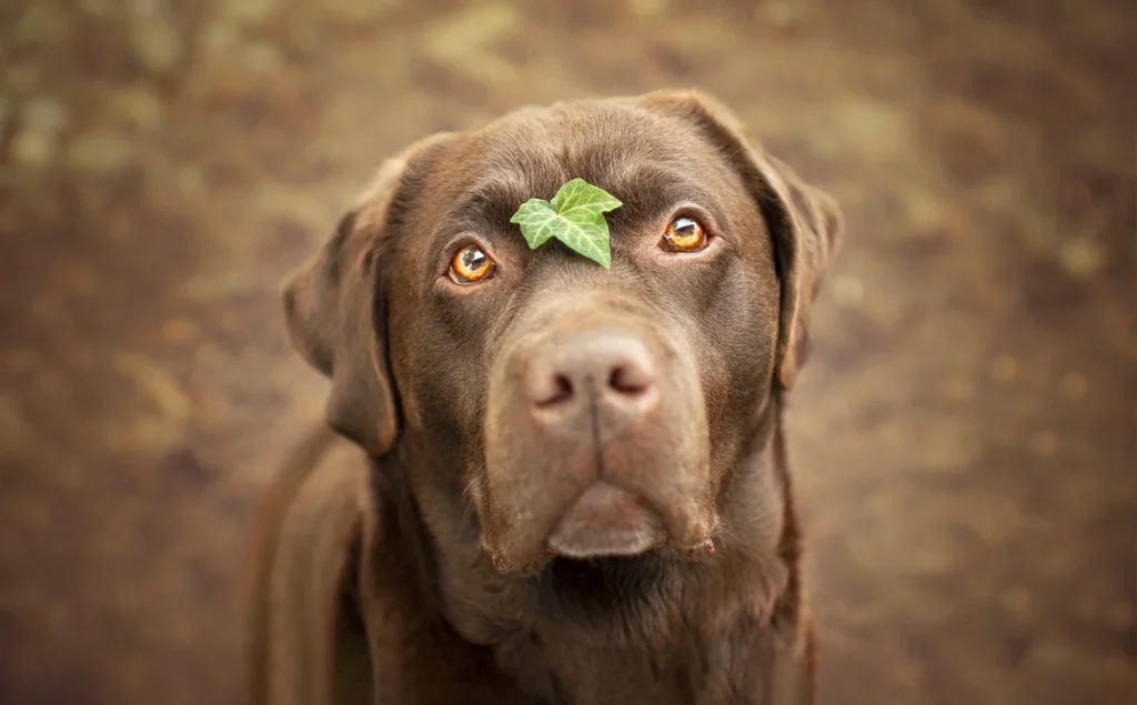 A Chocolate coloured Labrador Retriever. He is sitting, looking lovingly into the camera and he as a tiny leaf on his forhead. Labradors are one of the best breeds for first-time dog owners.