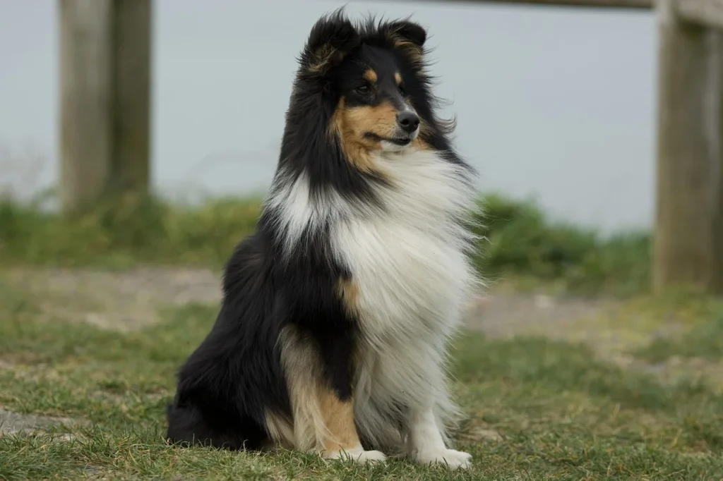 Black, white, light brown Shetland Sheepdog sitting in a field