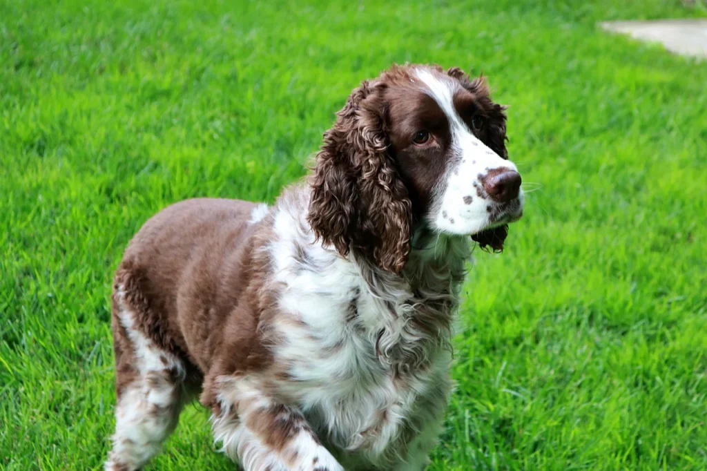 English Springer Spaniel, white and brown markings.