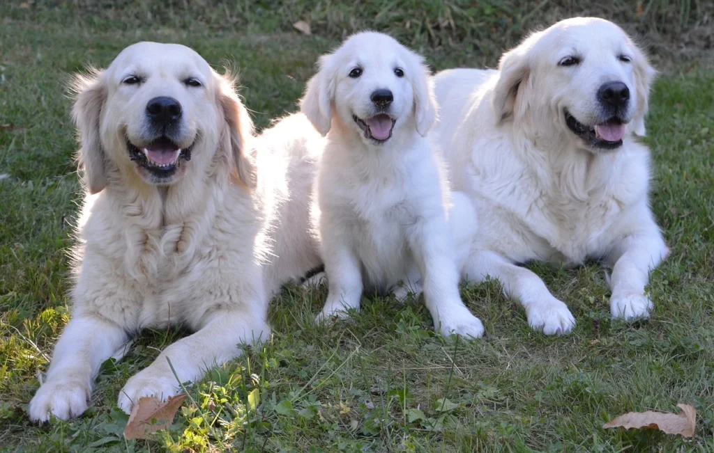 3 Golden Retrievers. On either side is an adult, they are laying down in the grass. In between them is a puppy sitting. They all look like they are smiling and happy.