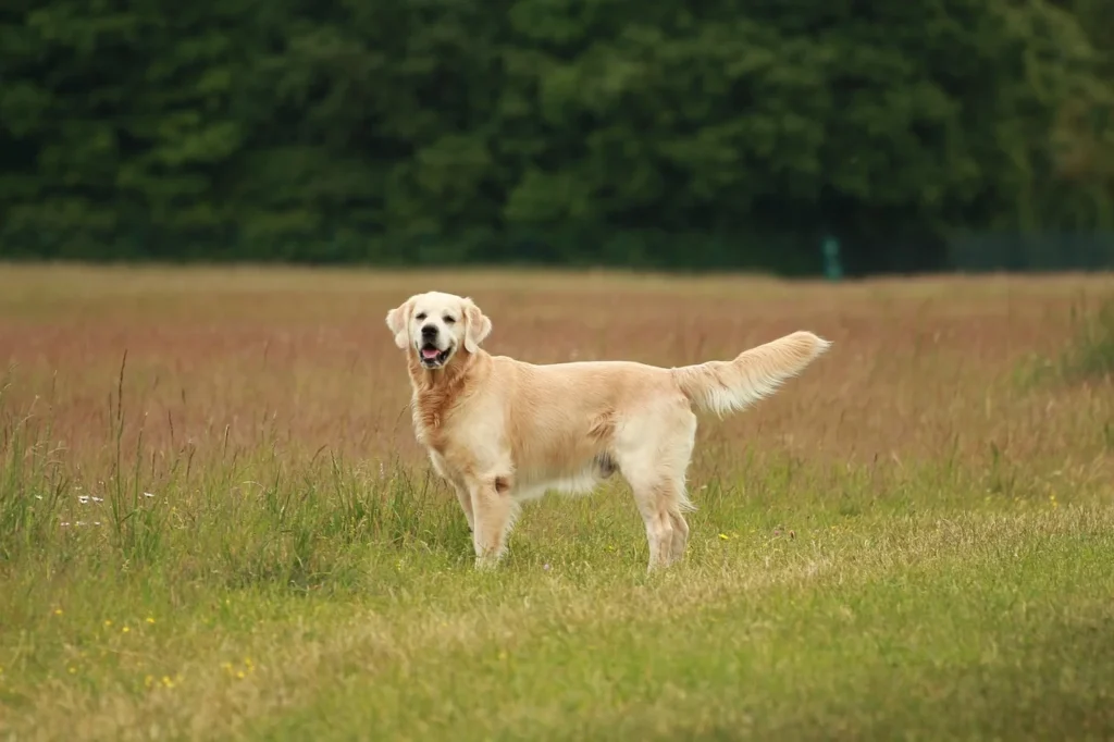Golden Retriever standing in a field; profile view