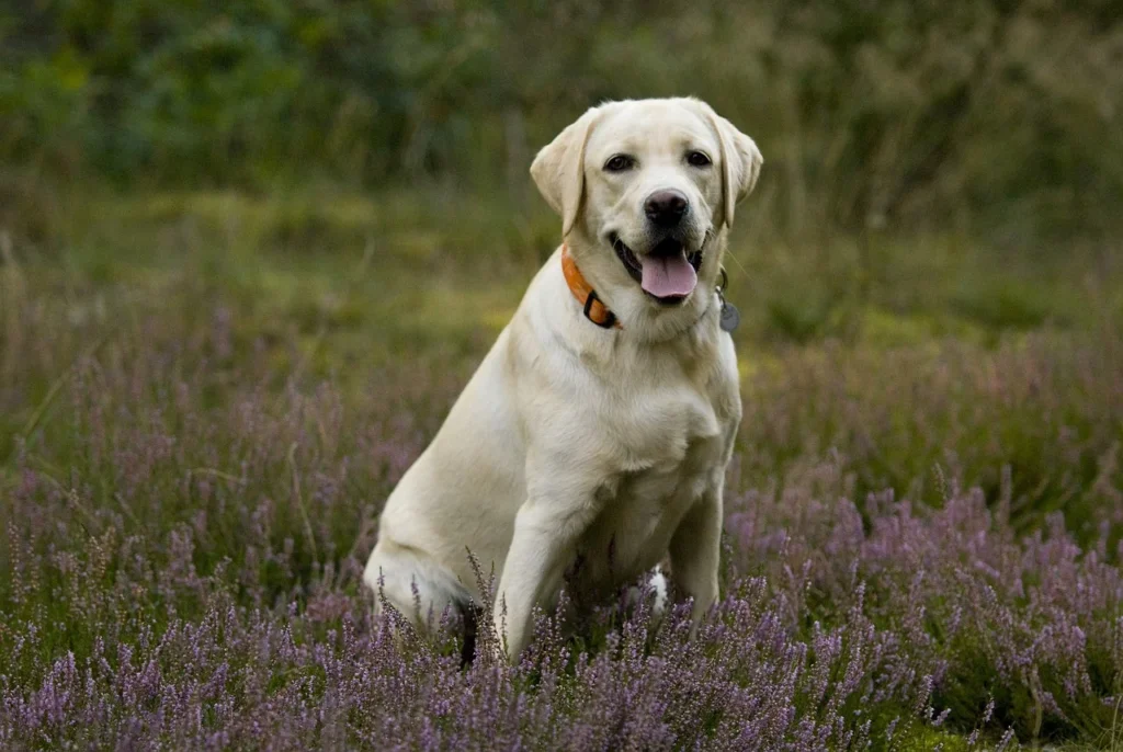 Light creme-coloured Labrador Retriever sitting in a field