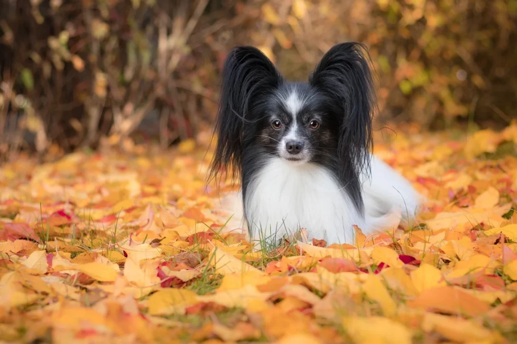 Black and white Papillion lying own in autumn leaves.