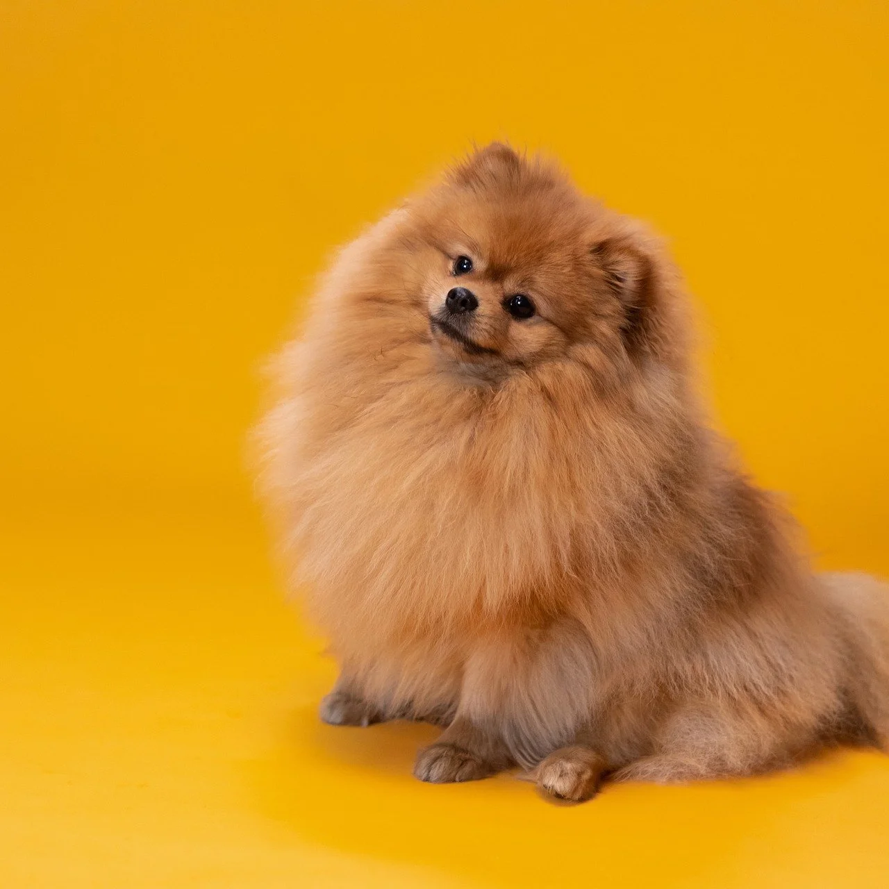A Sable-coloured Pomeranian sitting down and is surrounded by an orange background