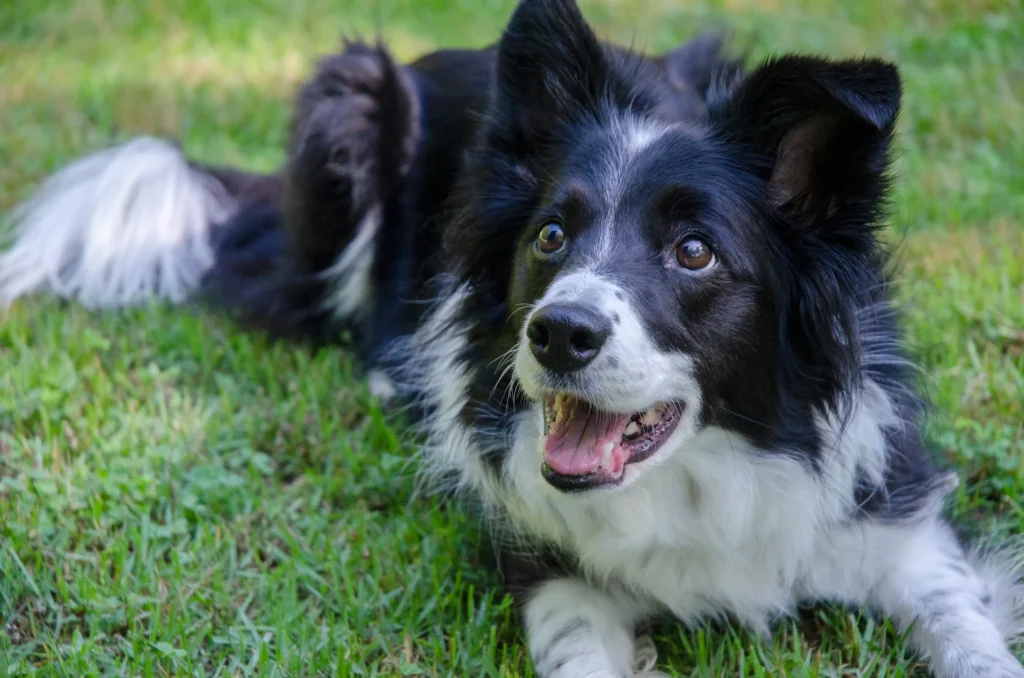 Black and white Border Collie laying down in the grass. 
The Border Collie is one of the smartest dog breeds.