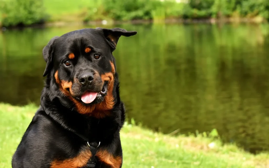 Rottweiler sitting in the grass in front of a pond with a friendly look on his face and his right ear is sticking to the side.