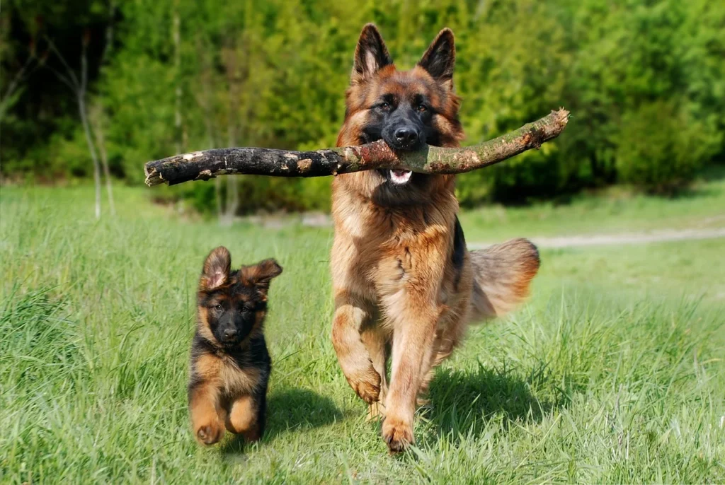 2 German Shepherds, one puppy on the left and an adult on the right. They are walking side by side in a green field and the adult dog is carrying a large stick