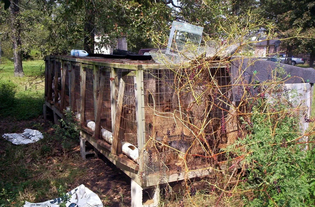 An image of a puppy mill: there are several crates/kennels filled with many dogs. There is much overgrowth of (dead) plants and lots of debris. A terrible place to keep dogs. 