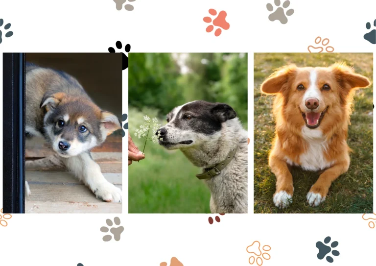 The 3-3-3 Rule of Adopting a Shelter Dog
