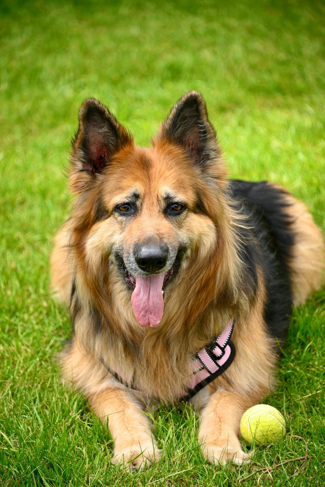 A happy German Shepherd laying on grass with a tennis ball, ready to play.