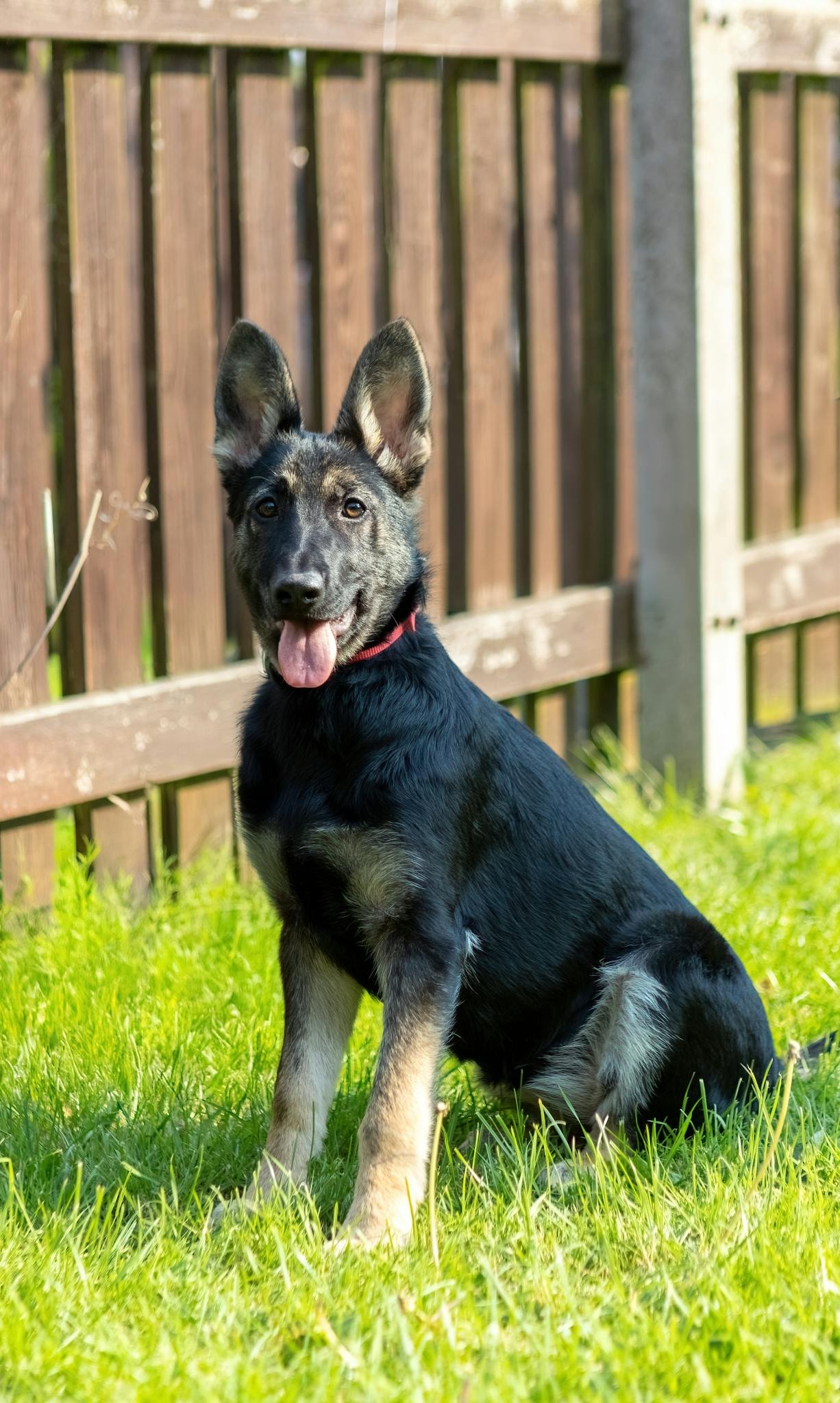 Adorable German Shepherd puppy sitting on grass by a fence in a sunlit yard.