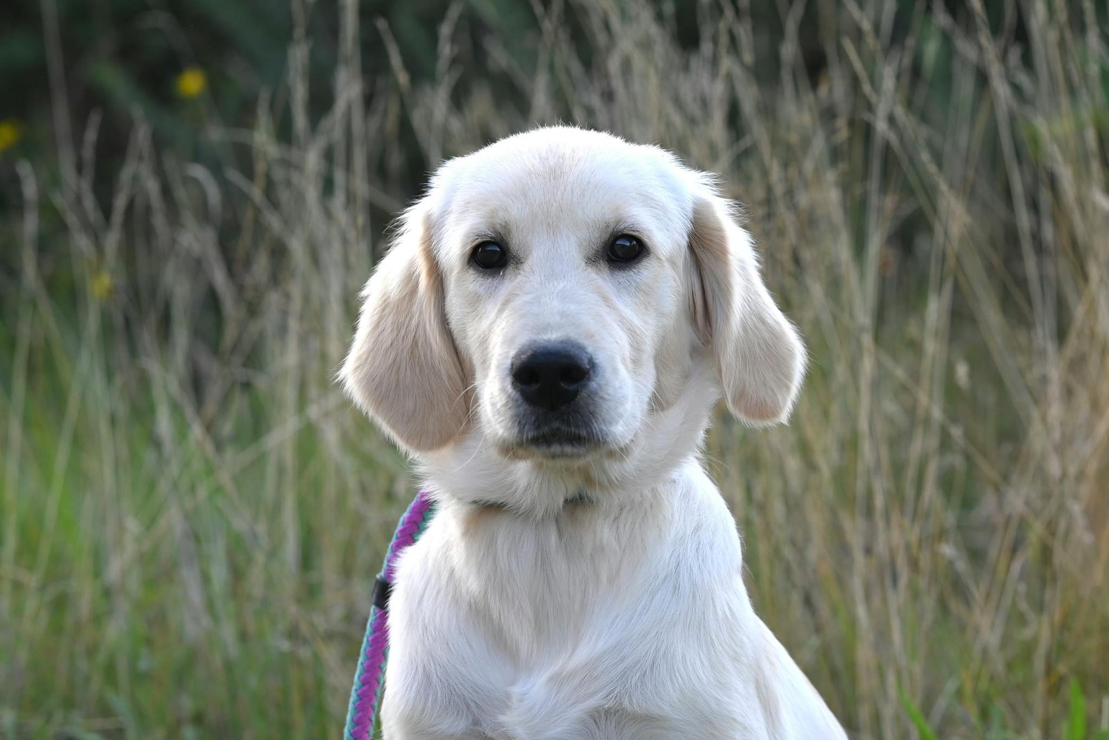 Adorable Golden Retriever puppy sitting in a grassy outdoor setting.