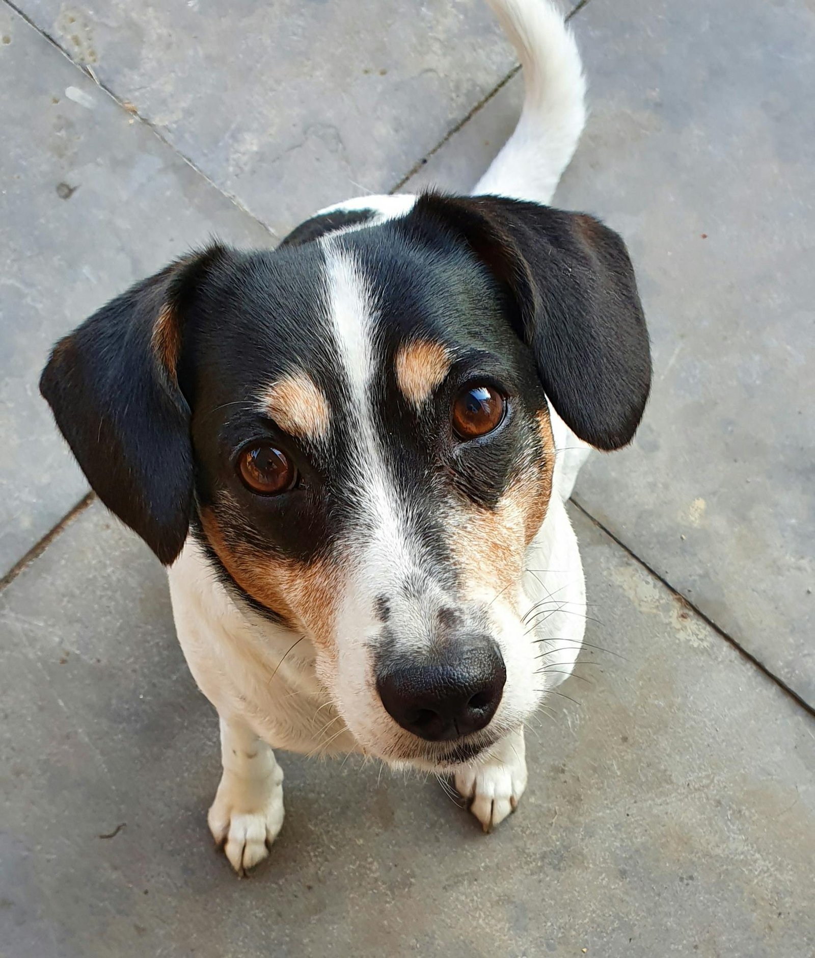 Adorable Jack Russell Terrier looking up with curious eyes, captured from above.