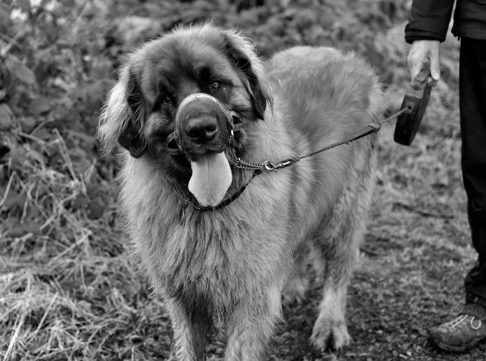 Black and white portrait of a Leonberger dog with a muzzle, held by its owner on a leash outdoors.