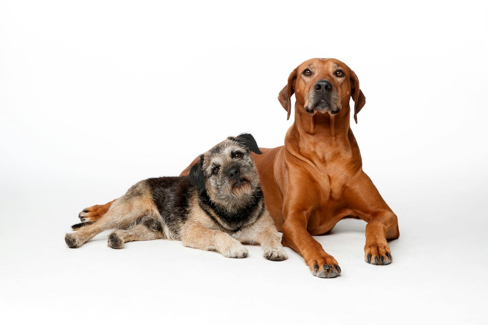Border Terrier and Rhodesian Ridgeback together in a studio shoot. Perfect for animal lovers.