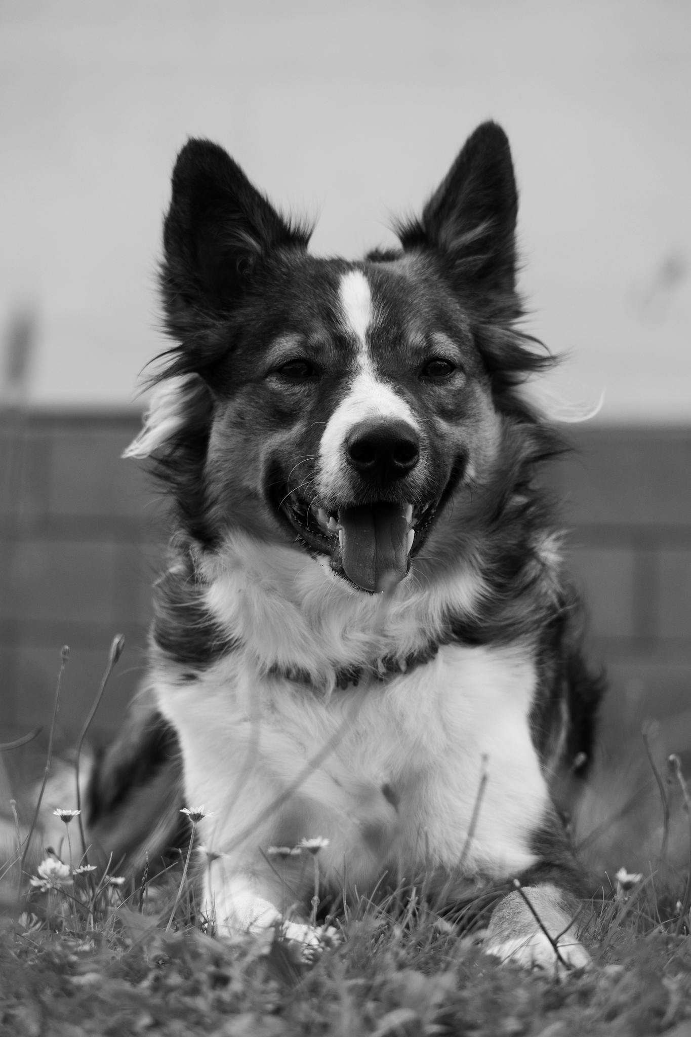 Charming black and white portrait of a border collie lying in grass, showcasing loyalty.