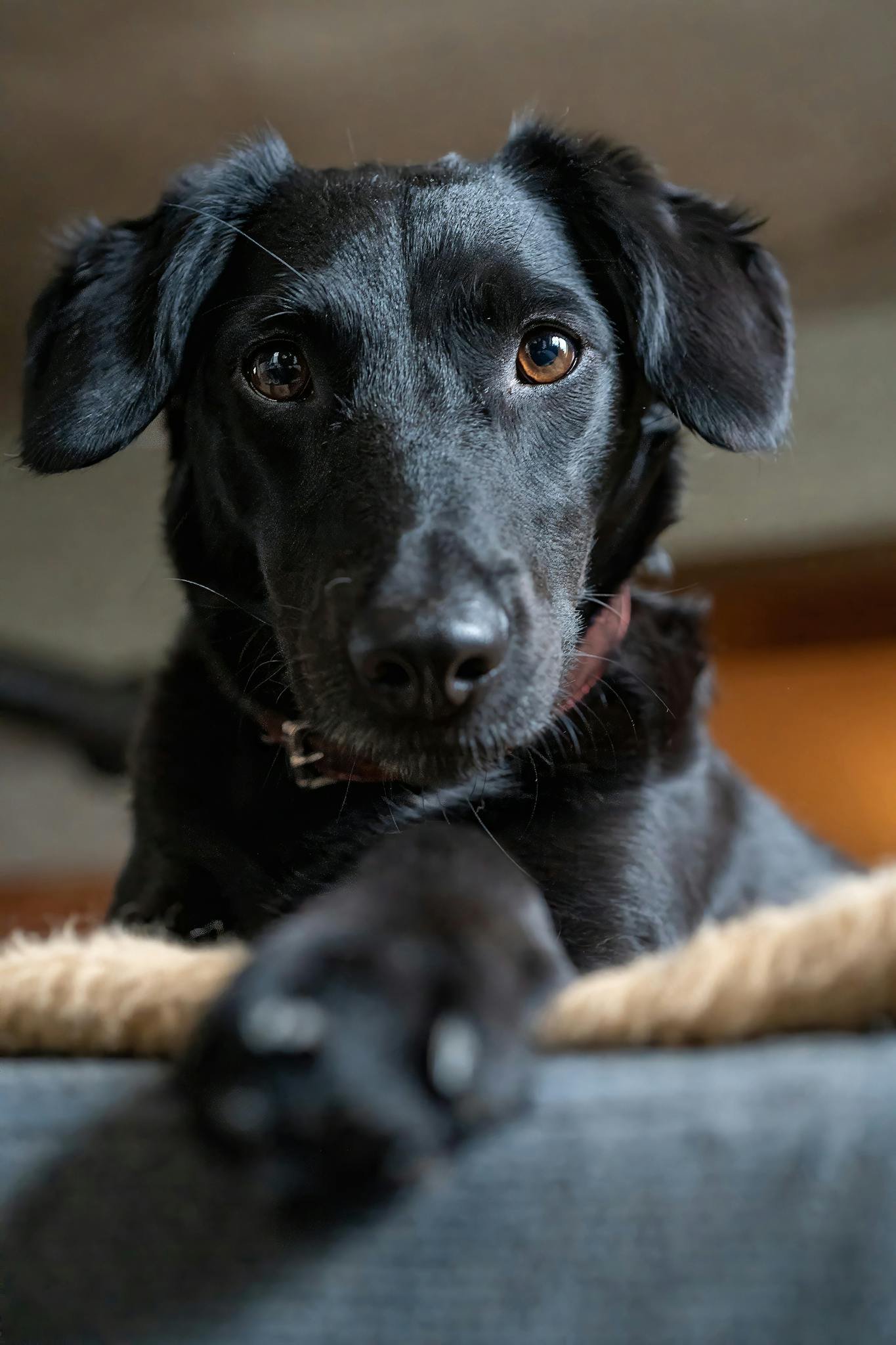 Close-up of a friendly black mixed breed dog indoors looking attentively.