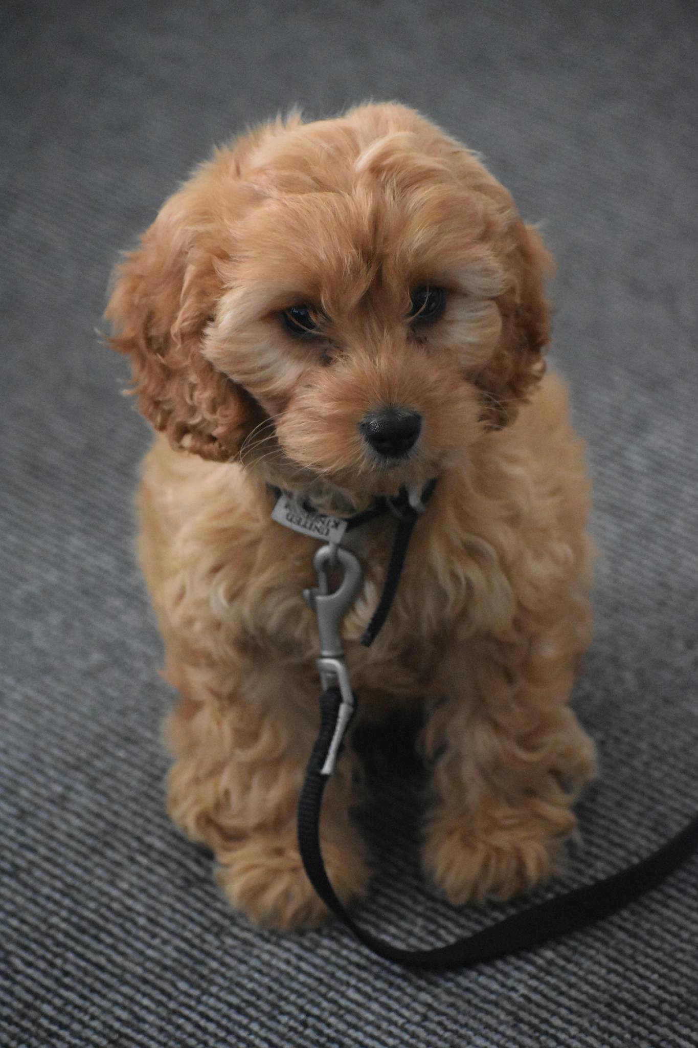 Cute Cockapoo puppy sitting indoors with a leash, looking adorable.