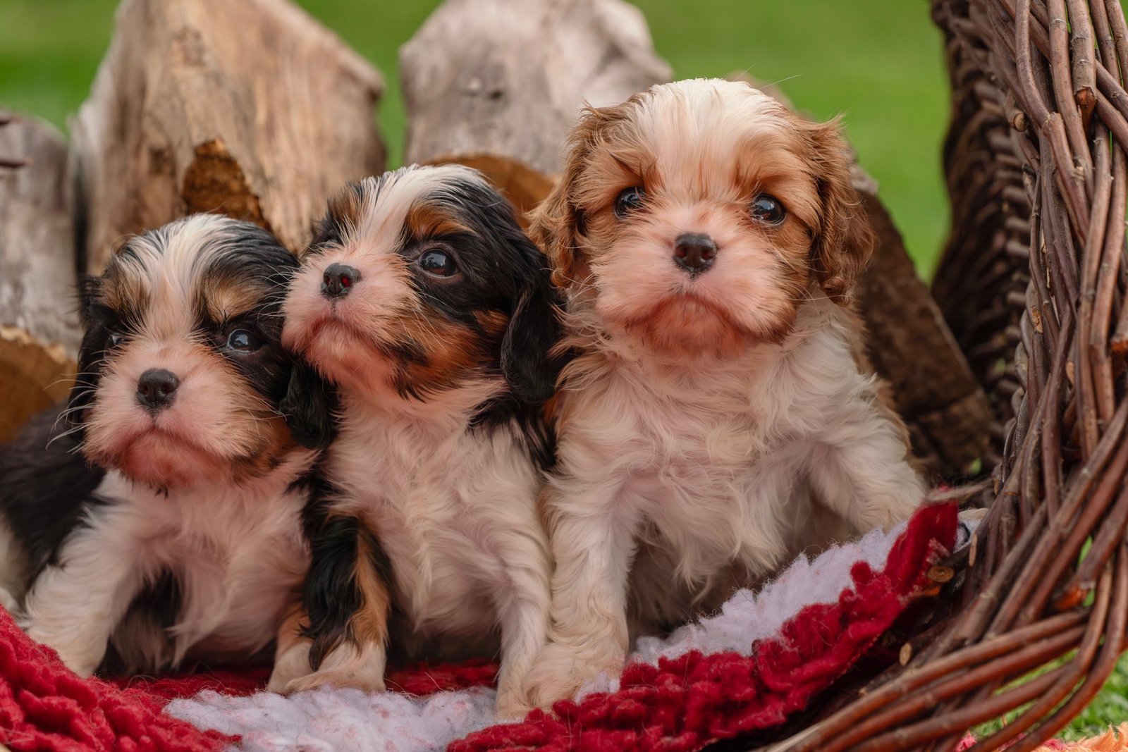 Three cute Cavalier King Charles Spaniel puppies sitting in a wicker basket outdoors, showcasing their fluffy fur and curious expressions.